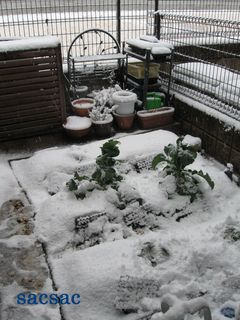 217カリフラワー雪.jpg